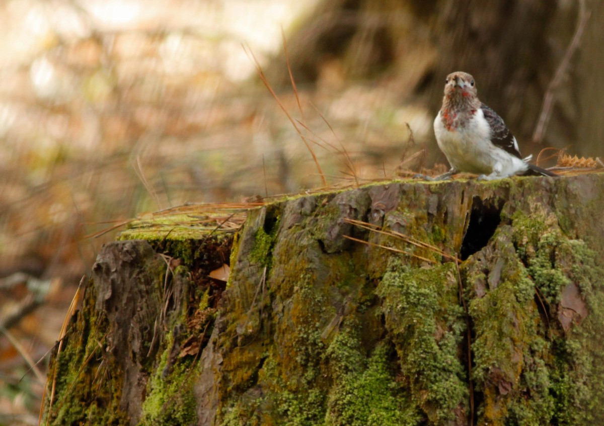 Red-headed Woodpecker - ML187876121