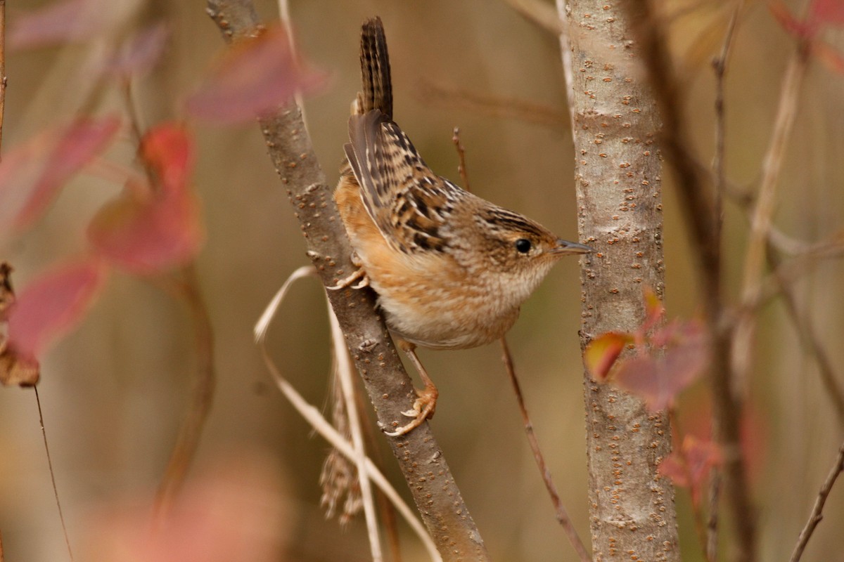 Sedge Wren - ML187876381