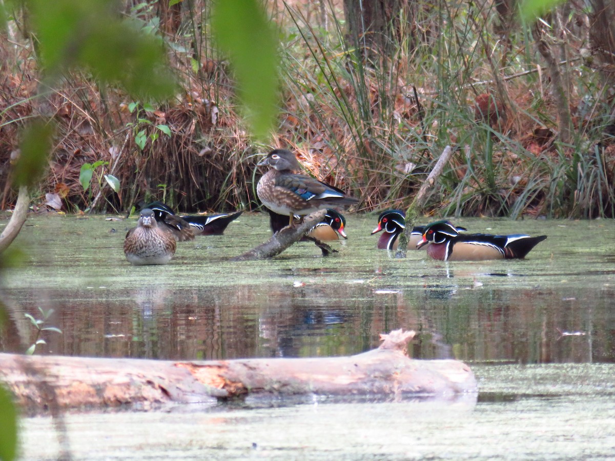 Wood Duck - ML187876661