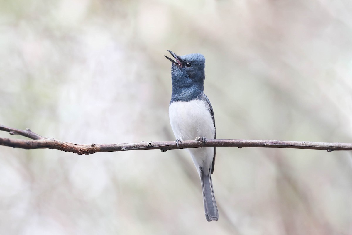 Leaden Flycatcher - ML187876721