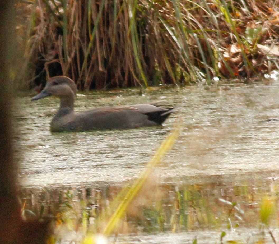 Canard chipeau - ML187876751