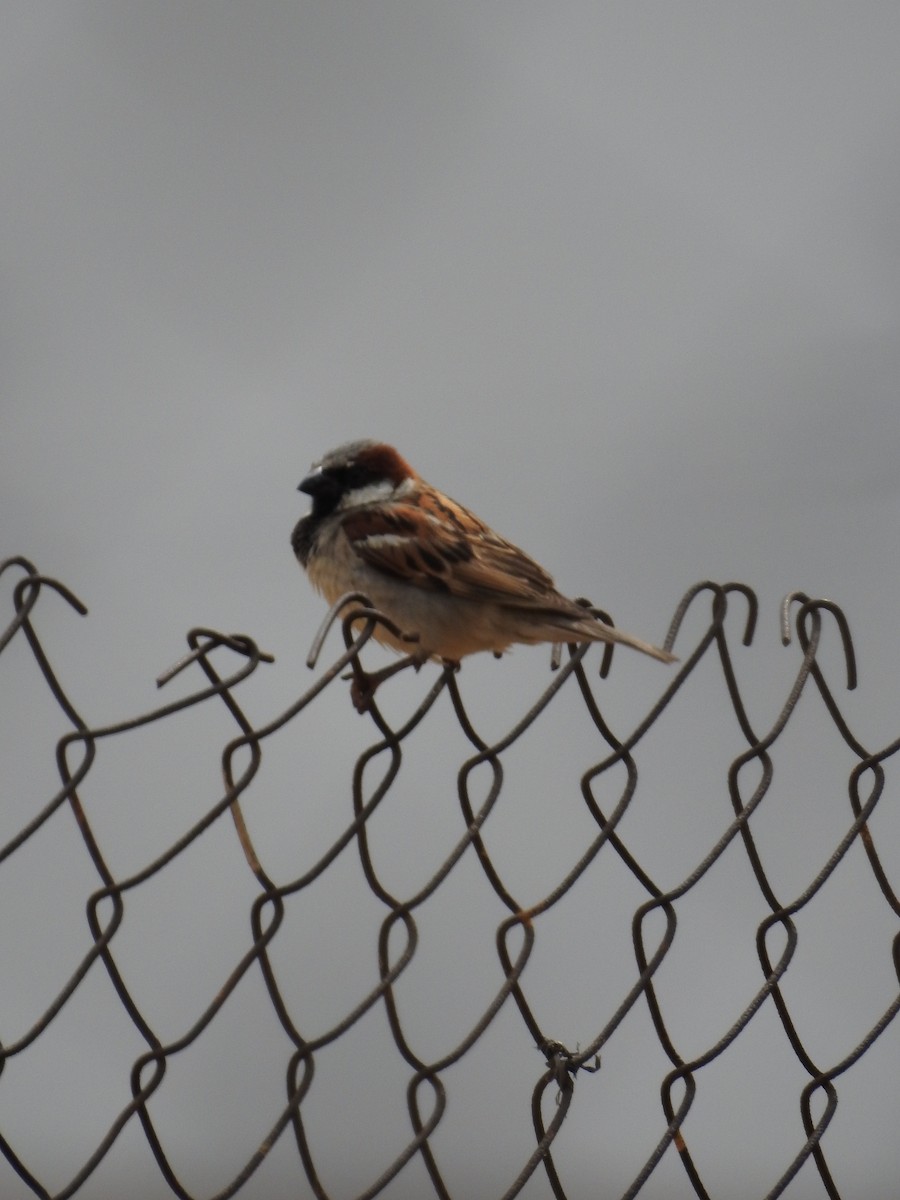 Cape Sparrow - ML187876921