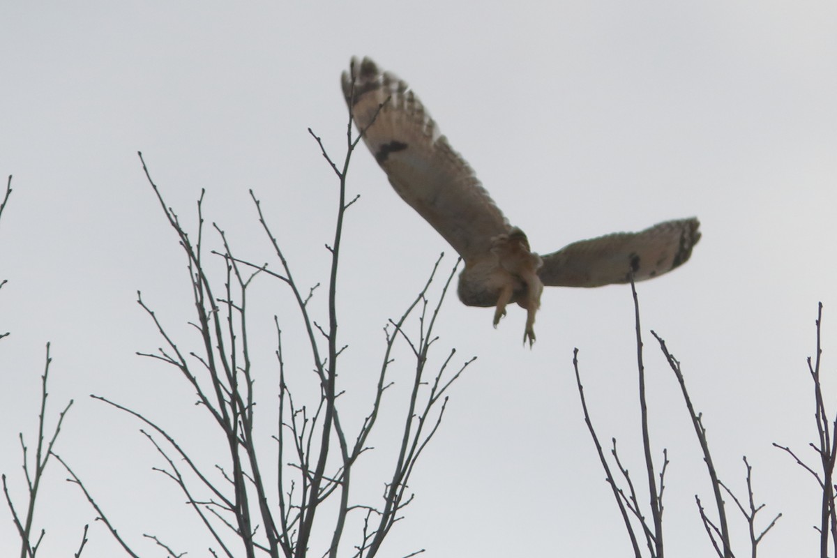 Short-eared Owl - Frank Pinilla