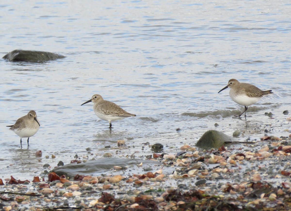 Dunlin - ML187877351