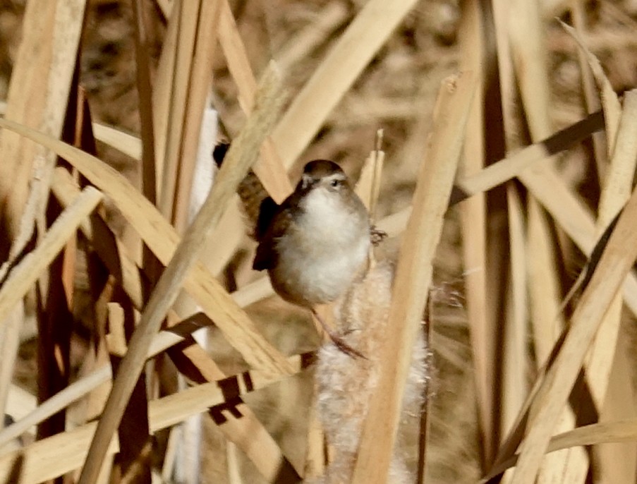 Marsh Wren - ML187877441