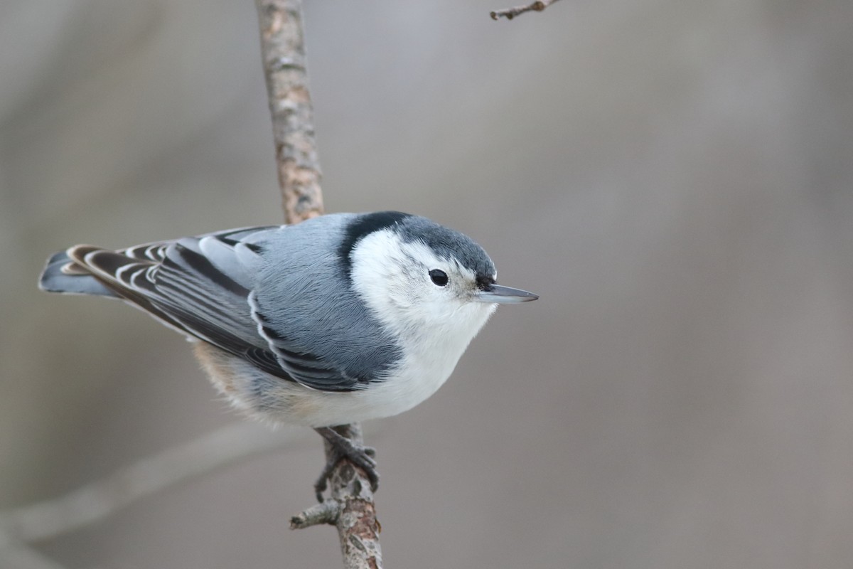 White-breasted Nuthatch - ML187880521