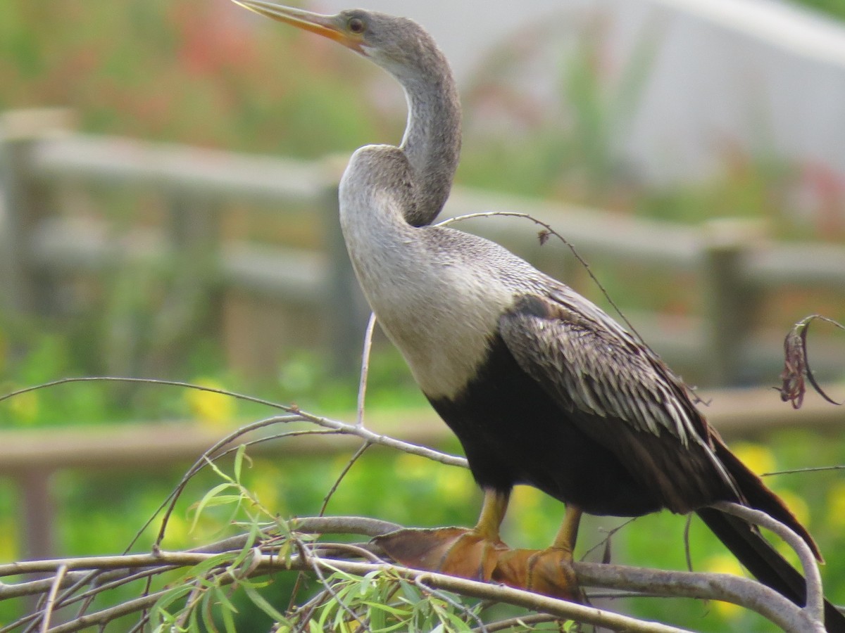 Anhinga - Mike Blancher