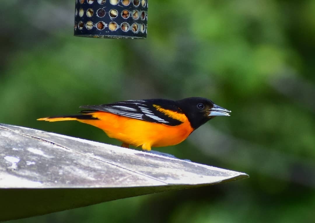 Baltimore Oriole - Young Y