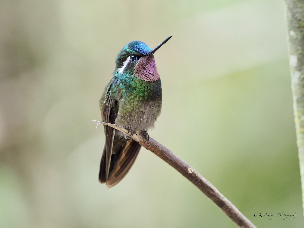 kolibřík fialovohrdlý - ML187883381