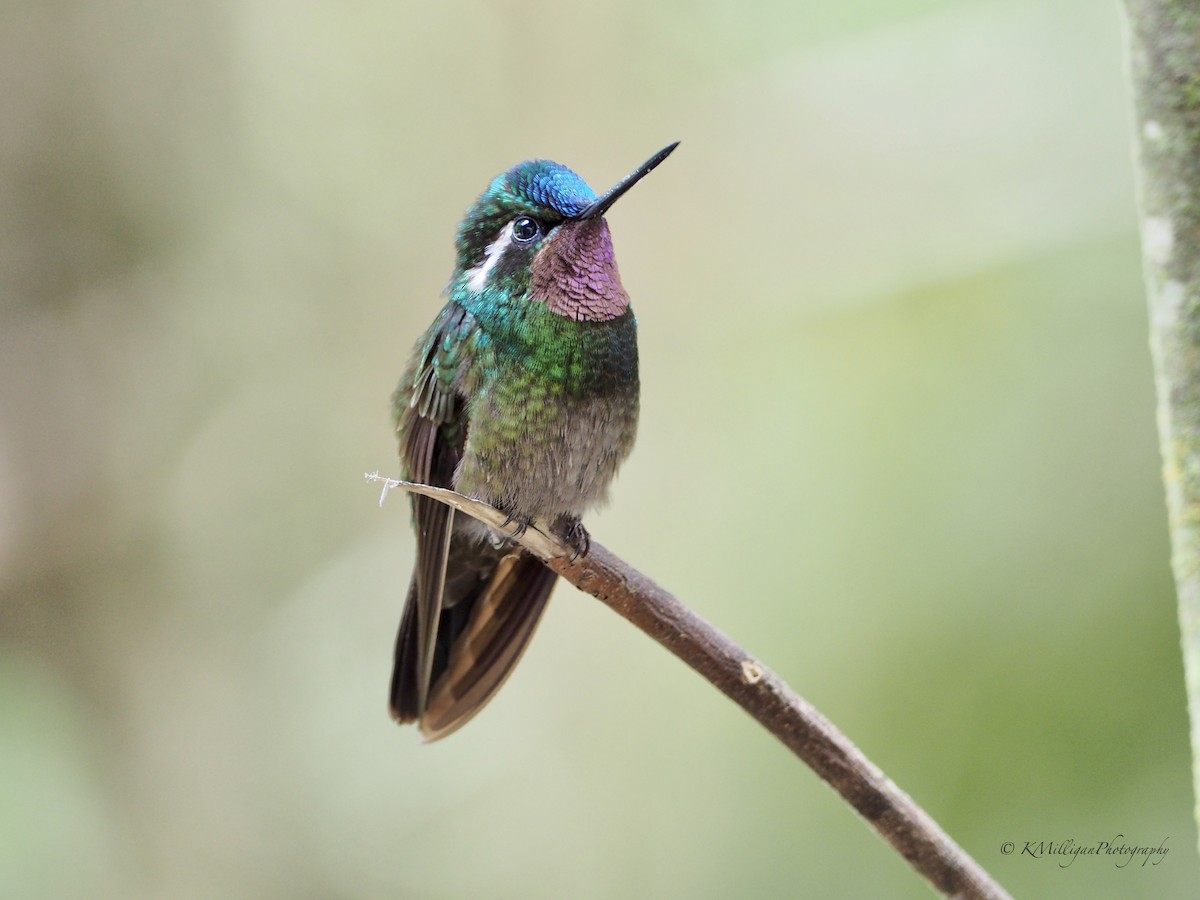 Purple-throated Mountain-gem - ML187883381