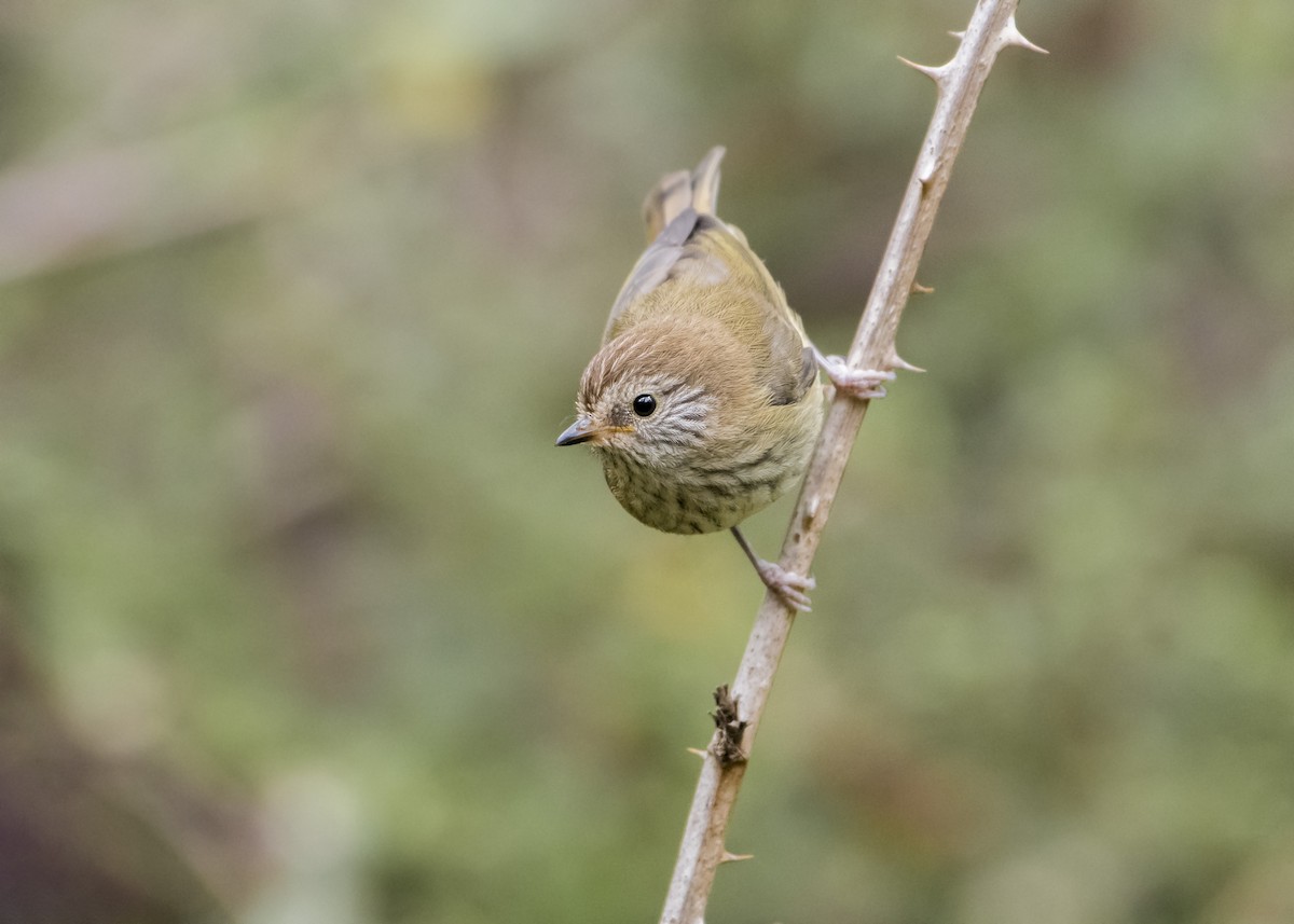 Striated Thornbill - Lucas Brook