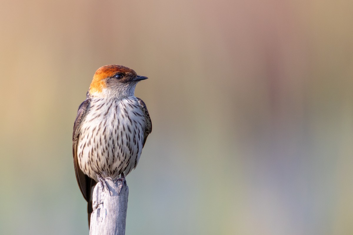 Greater Striped Swallow - ML187884541
