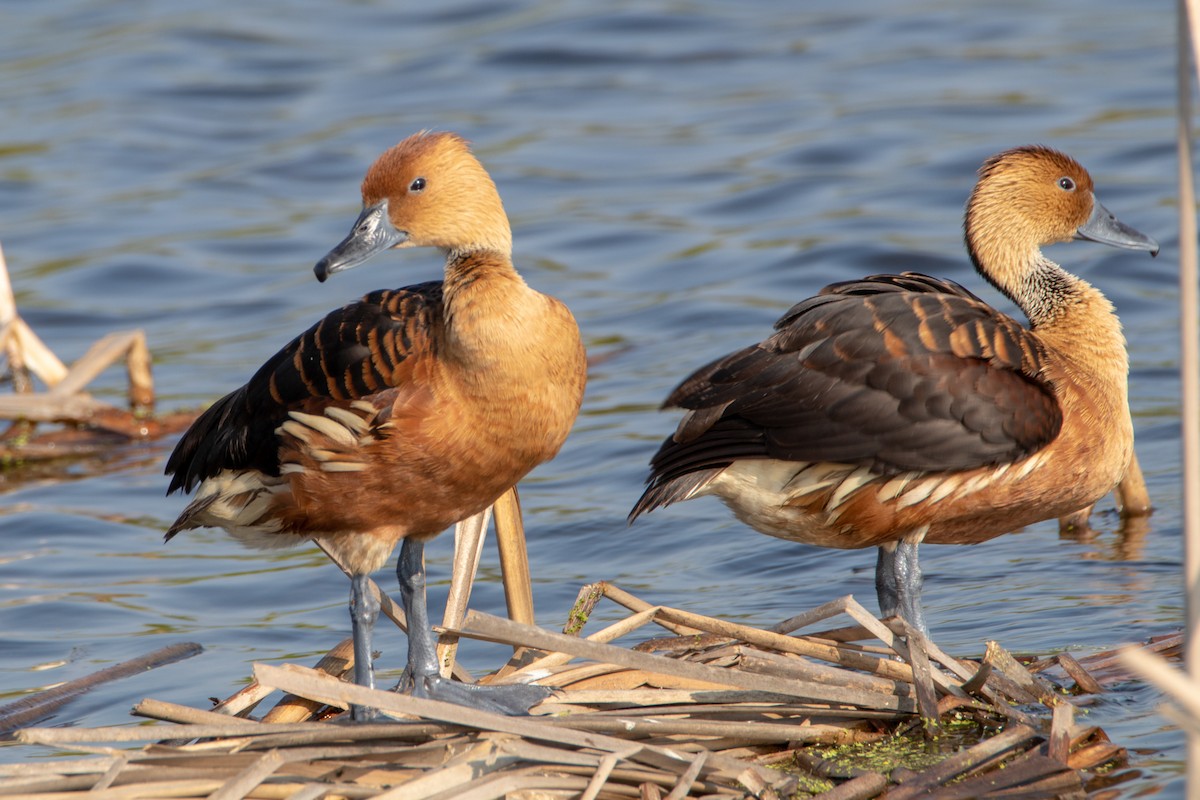 Fulvous Whistling-Duck - ML187884601