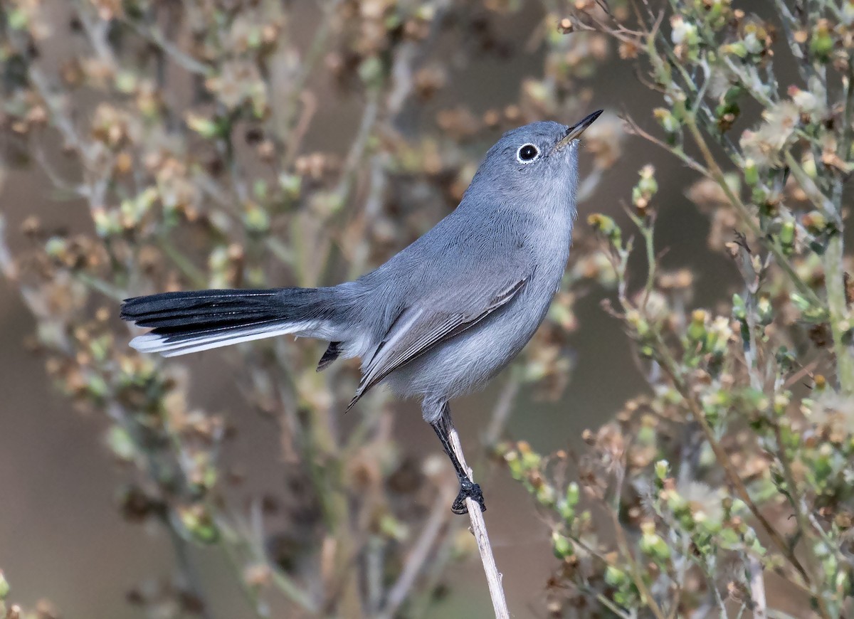 Blue-gray Gnatcatcher - ML187884631