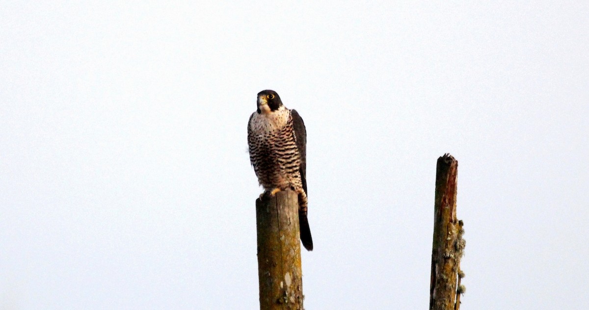 Peregrine Falcon - Nels Nelson