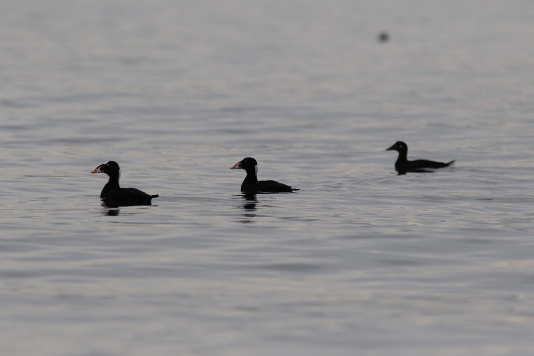 Surf Scoter - Trevor Bulmer