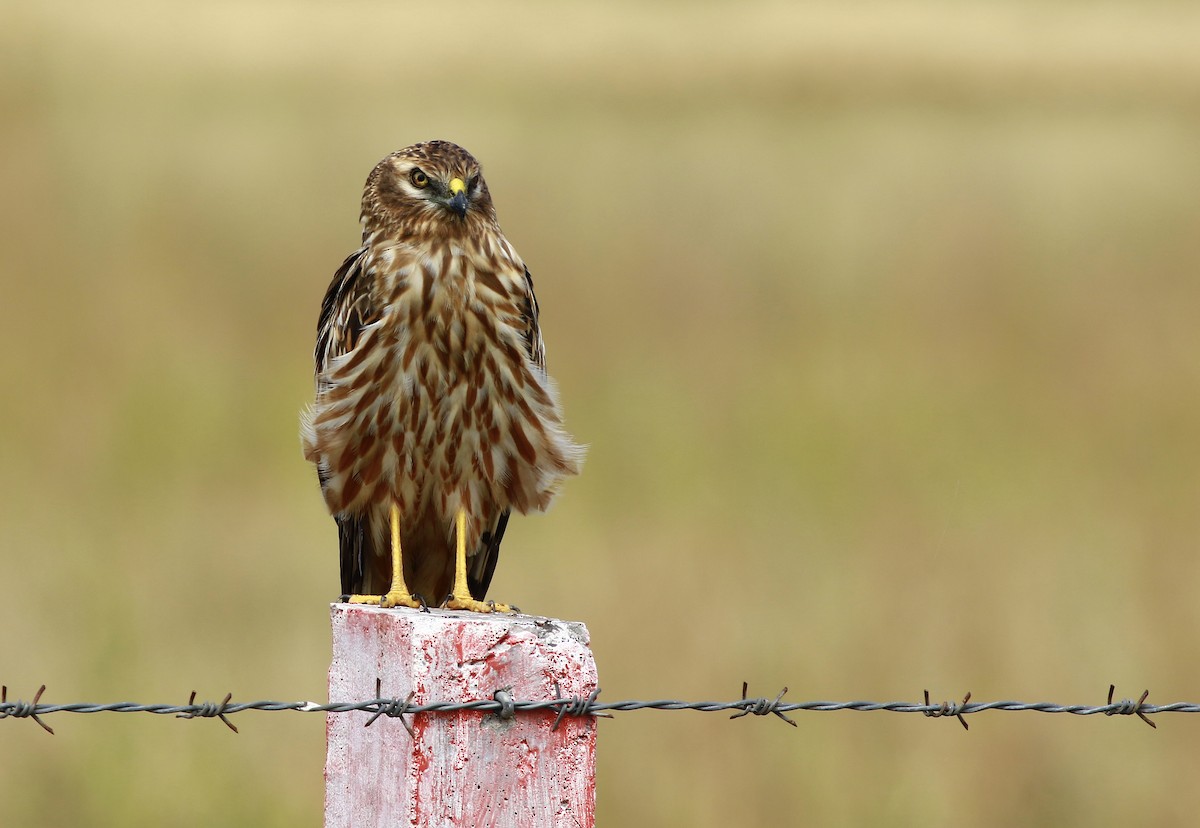 Montagu's Harrier - ML187887201