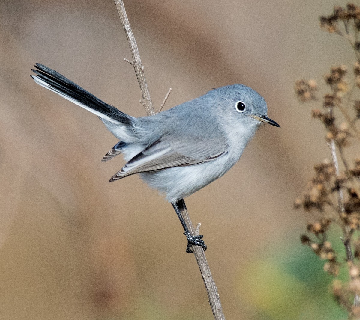 Blue-gray Gnatcatcher - Alison Davies