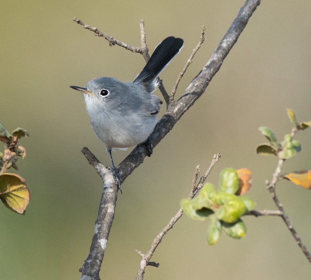 Gobemoucheron gris-bleu - ML187889791