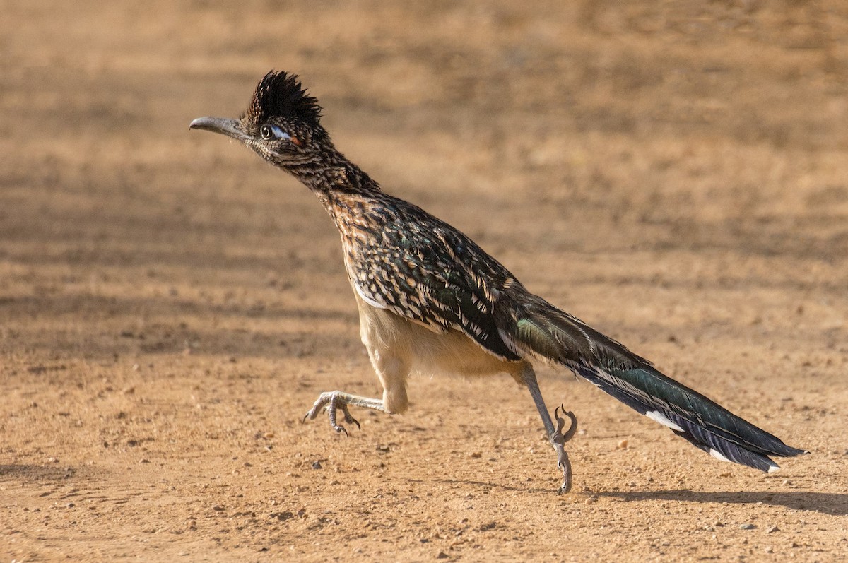 Greater Roadrunner - ML187890091