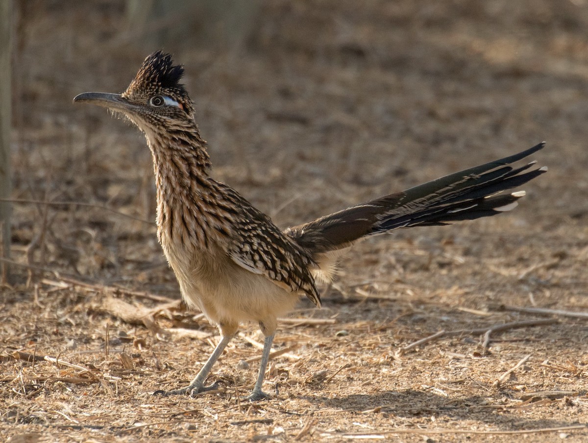 Greater Roadrunner - ML187890121