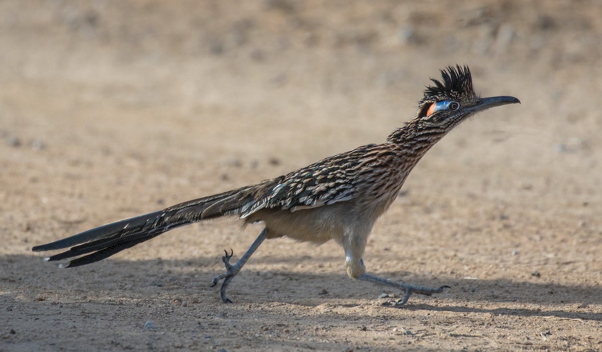 Greater Roadrunner - ML187890211