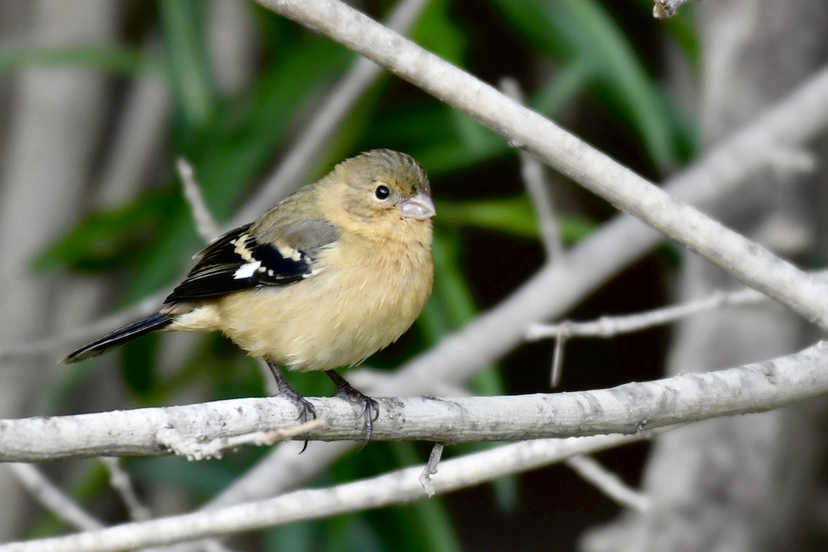 Morelet's Seedeater - Kevin Manley
