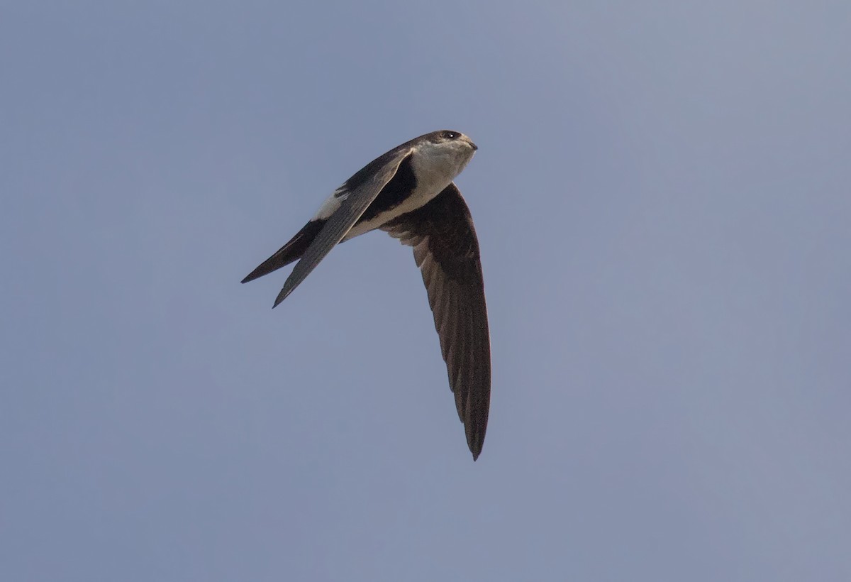 White-throated Swift - ML187892731