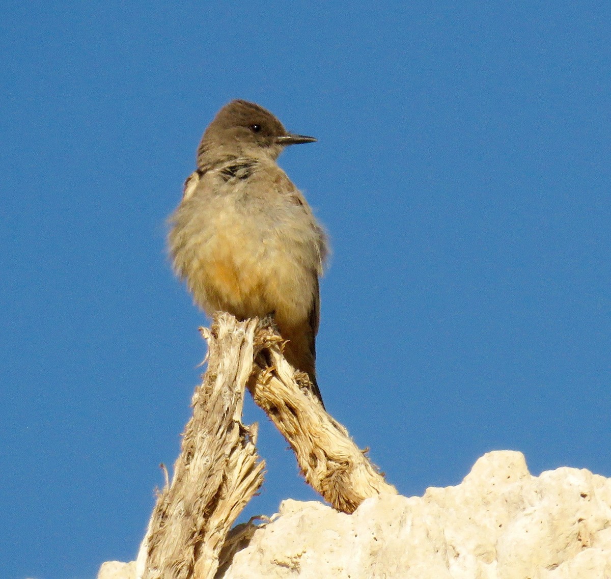 Say's Phoebe - ML187893391