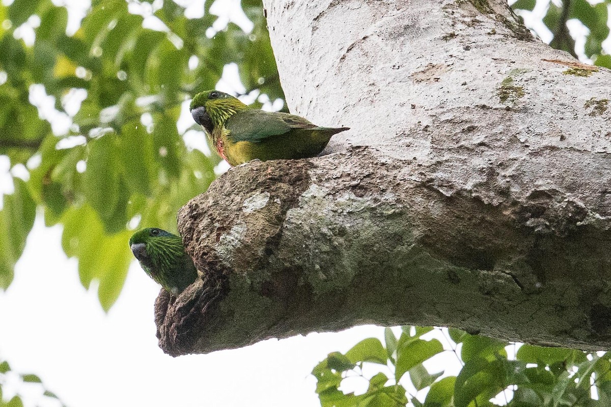 Salvadori's Fig-Parrot - ML187895391