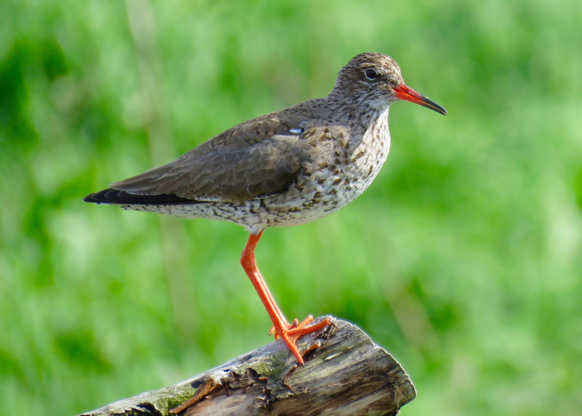 Common Redshank - Petra Clayton