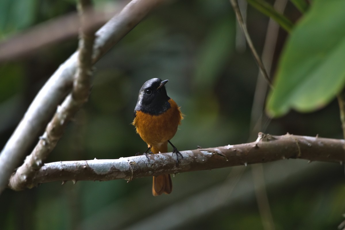 Daurian Redstart - Kian Guan Tay