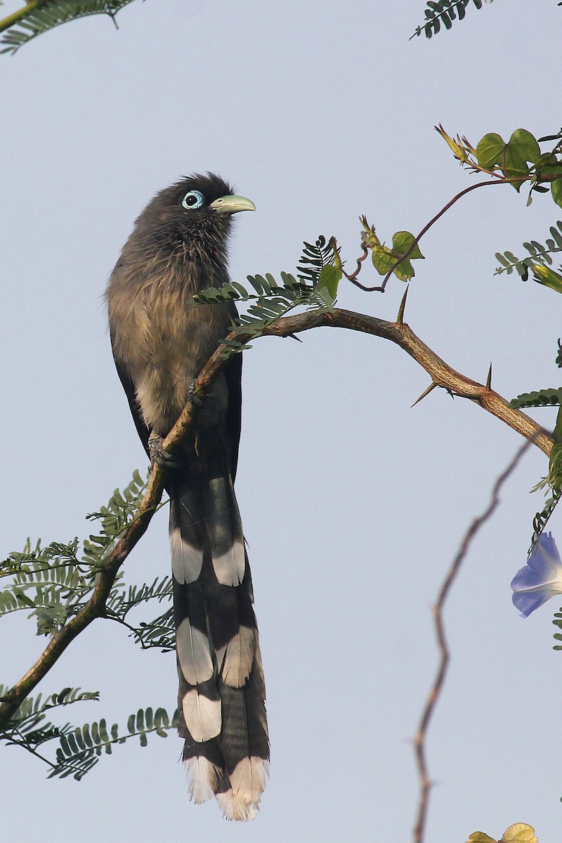 Blue-faced Malkoha - ML187897461