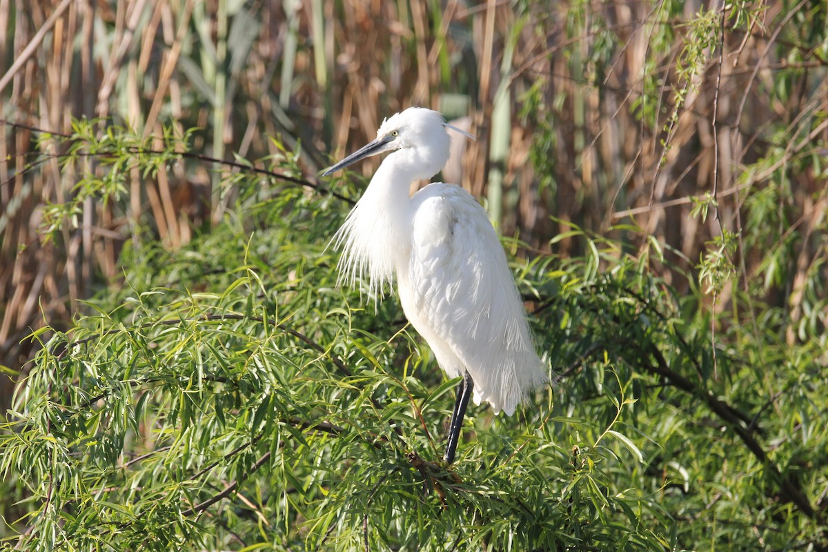 Aigrette garzette - ML187897481