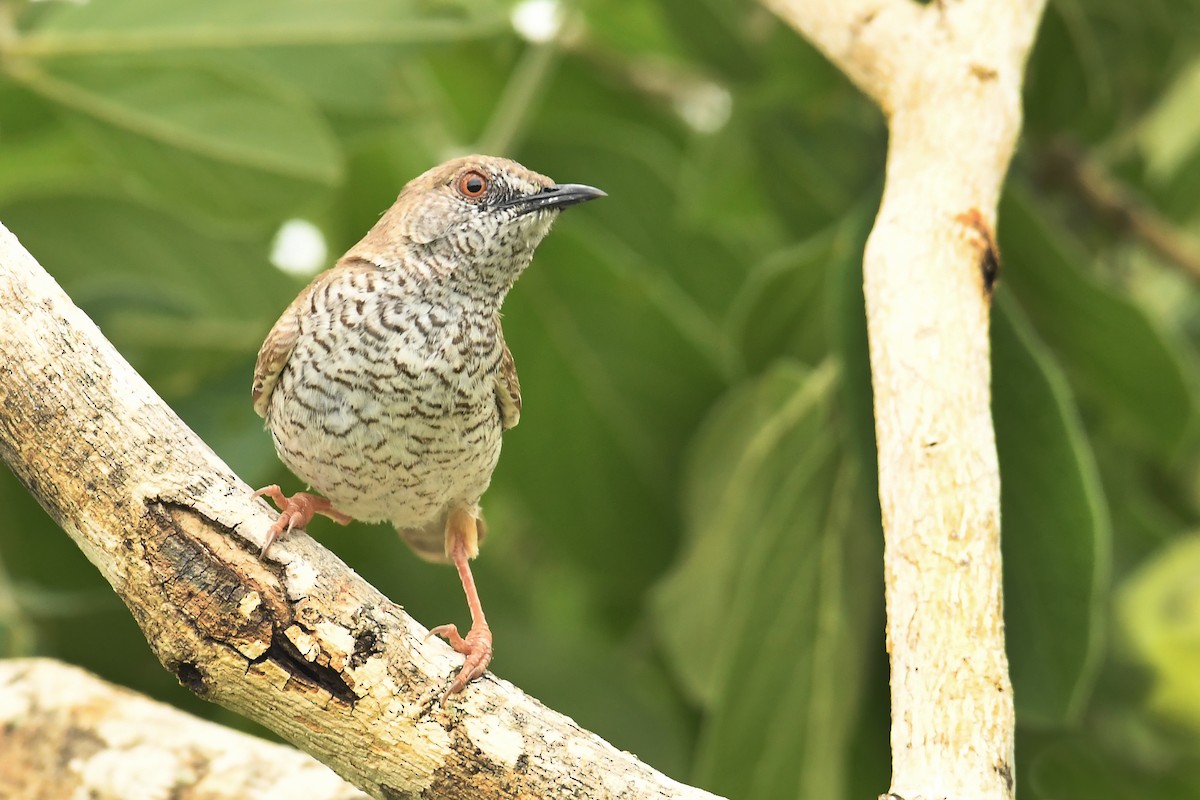 Camaróptera del Stierling - ML187897881