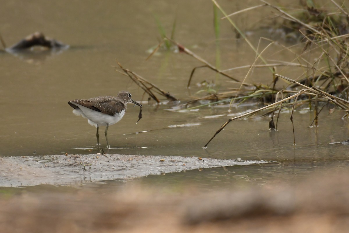 Waldwasserläufer - ML187897971