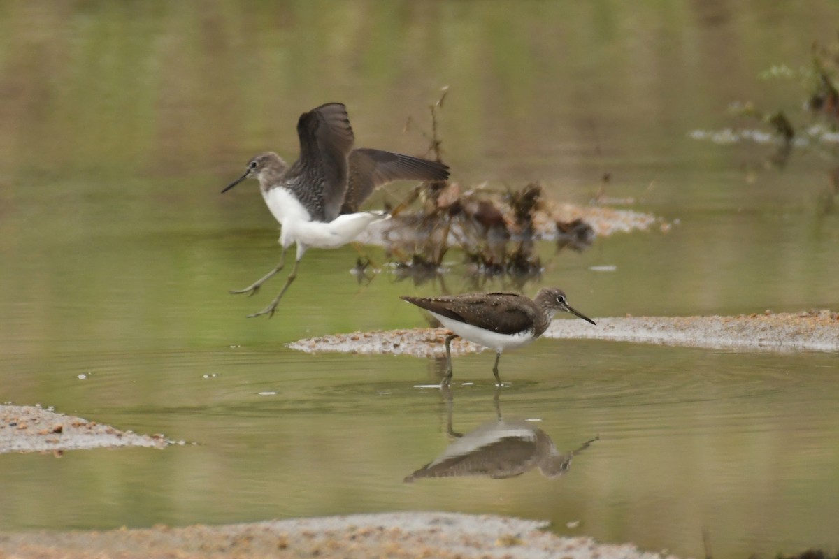 Waldwasserläufer - ML187898061