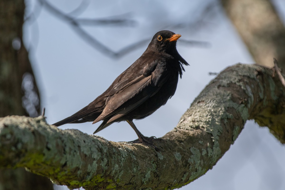 Eurasian Blackbird - ML187900921