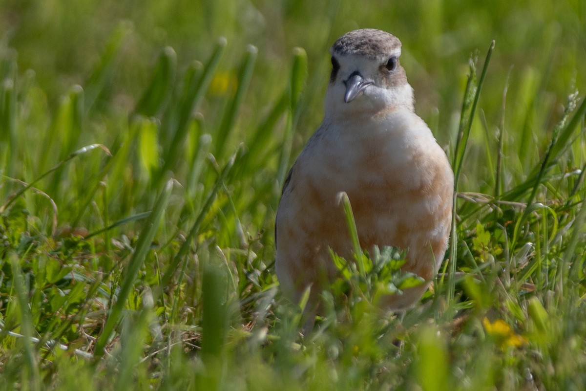 Red-breasted Dotterel - ML187900991