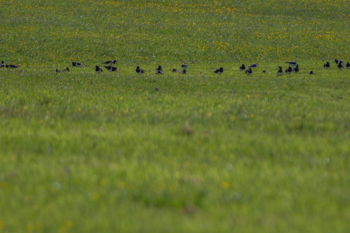 South Island Oystercatcher - ML187901061