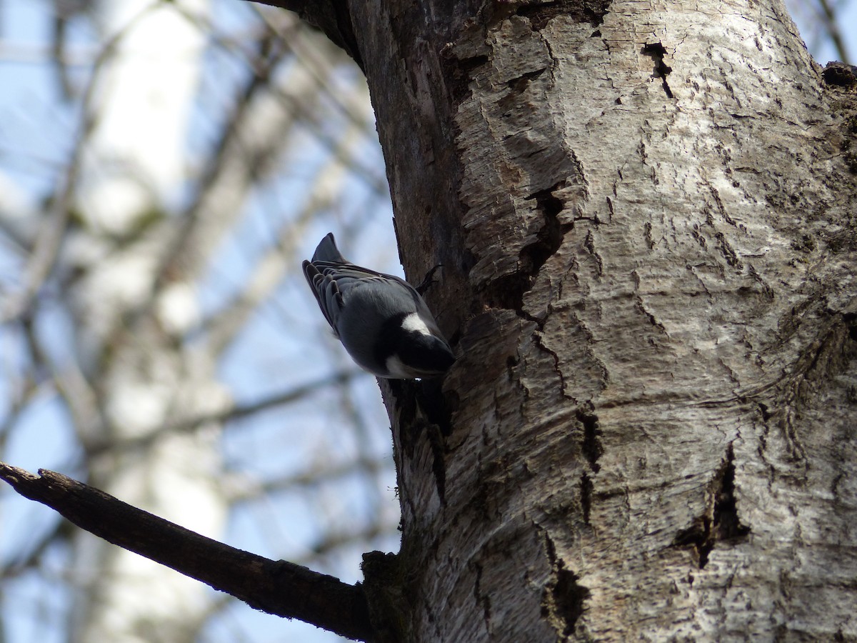 White-breasted Nuthatch - ML187902051