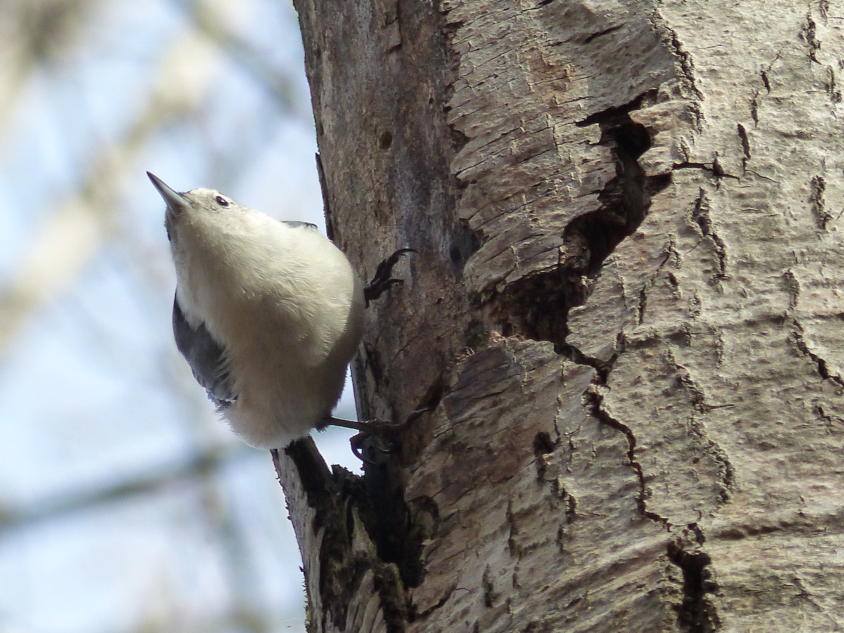 White-breasted Nuthatch - ML187902121
