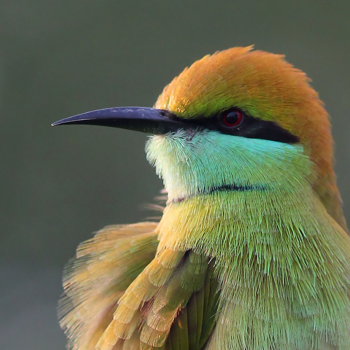 Asian Green Bee-eater - ML187902271
