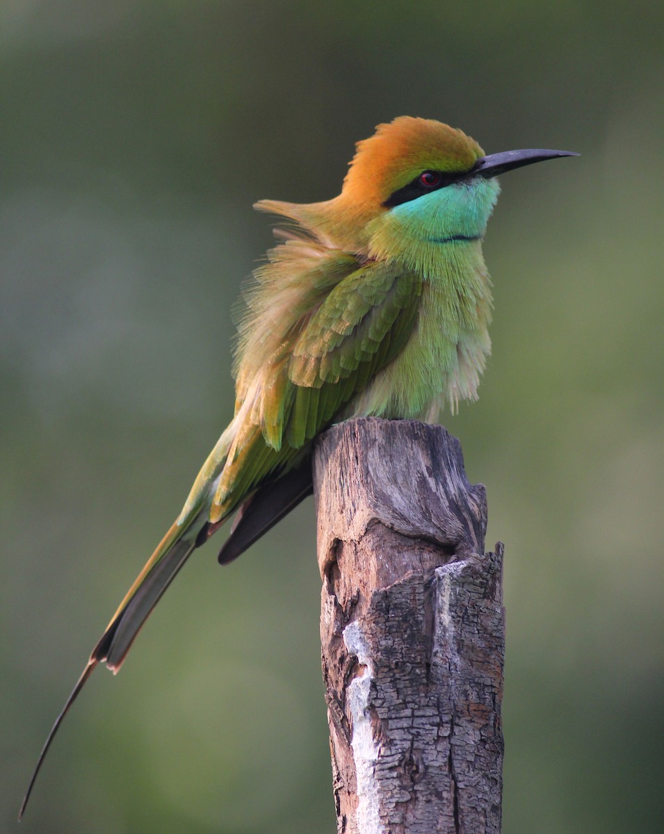 Asian Green Bee-eater - ML187902681