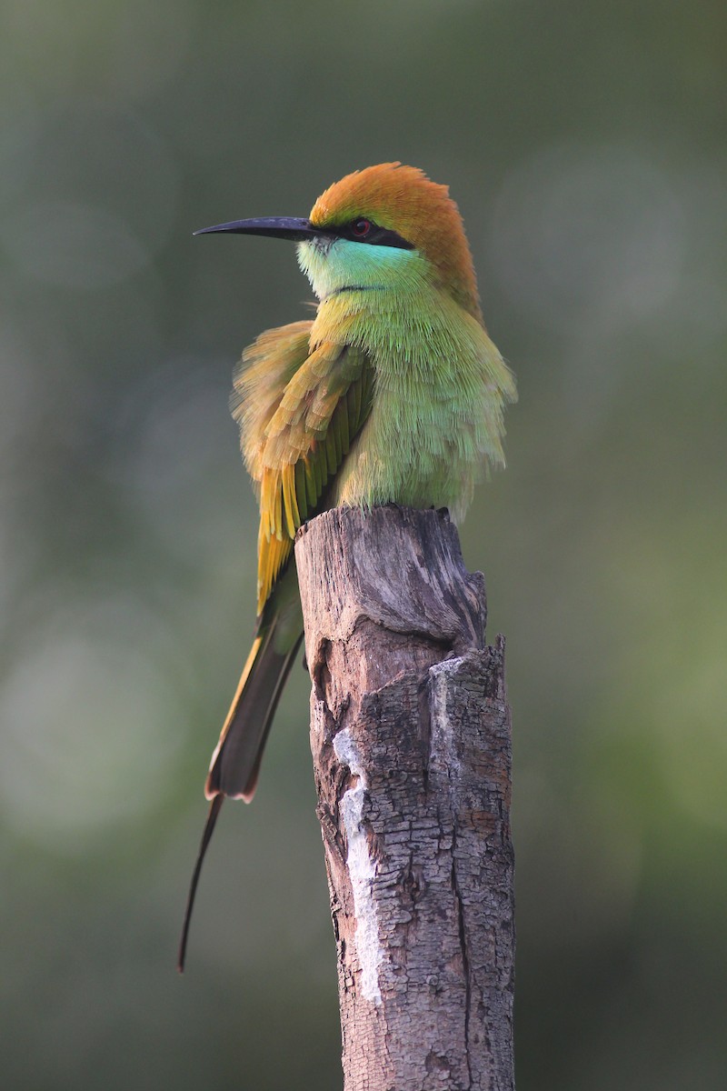 Asian Green Bee-eater - ML187902721