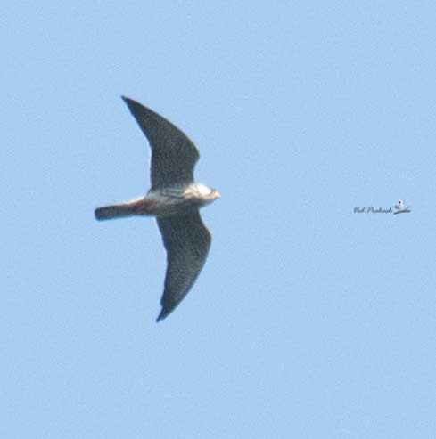 Eurasian Hobby - ML187902871