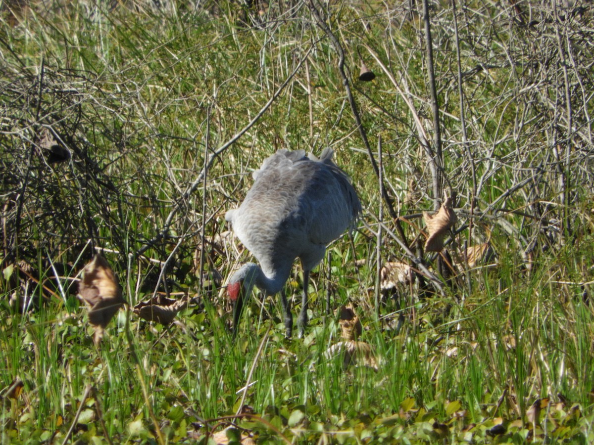 eBird Checklist 12 Nov 2019 Paynes Prairie Preserve SPCones Dike
