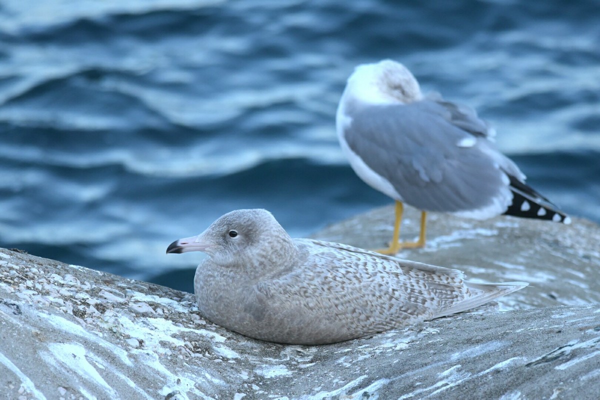 Glaucous Gull - Fer  Goytre