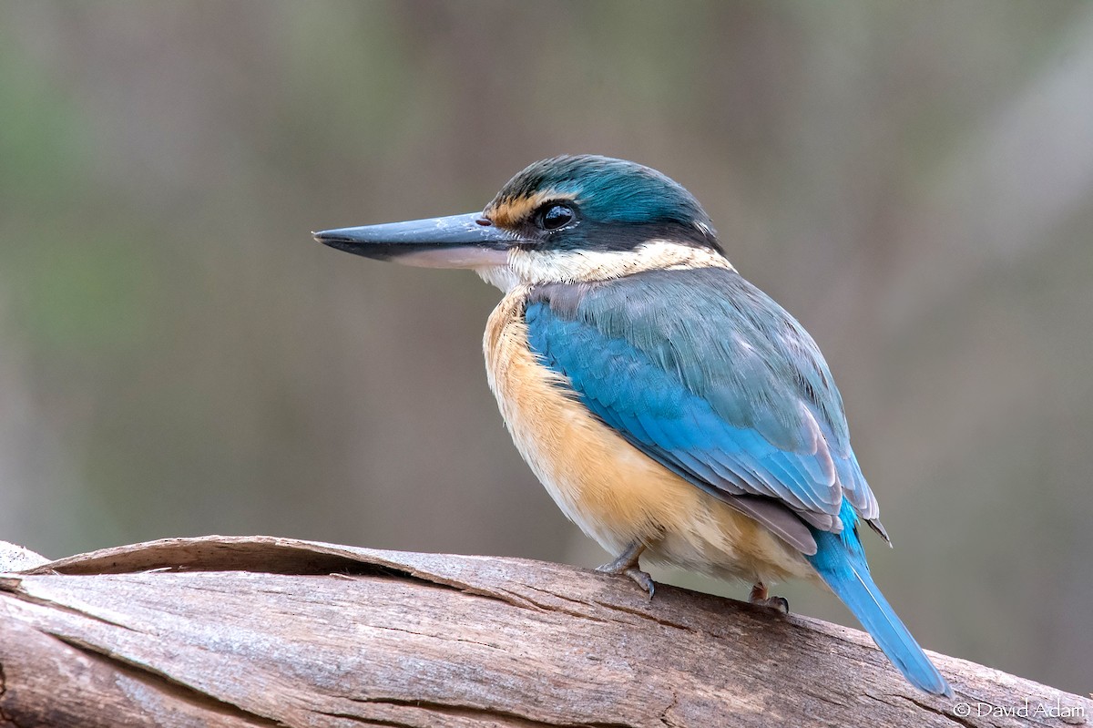 Sacred Kingfisher - ML187907091