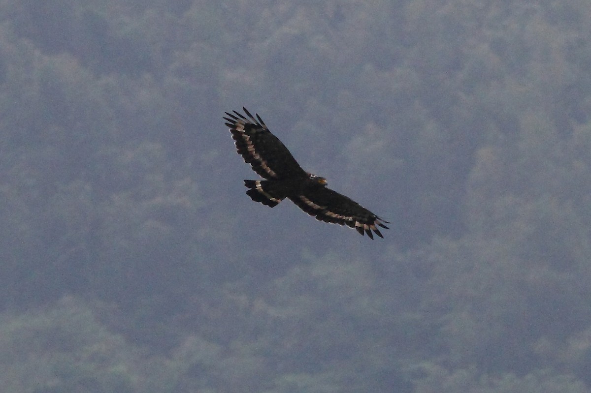 Crested Serpent-Eagle (Crested) - ML187908731